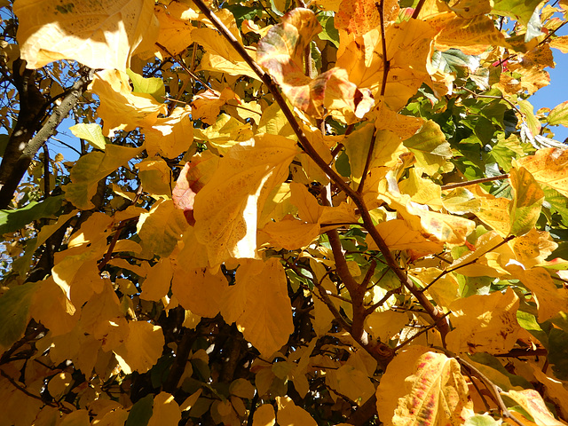 l'automne bat son plein