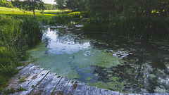 Aquaplancton: effectiveness in pond clearance?