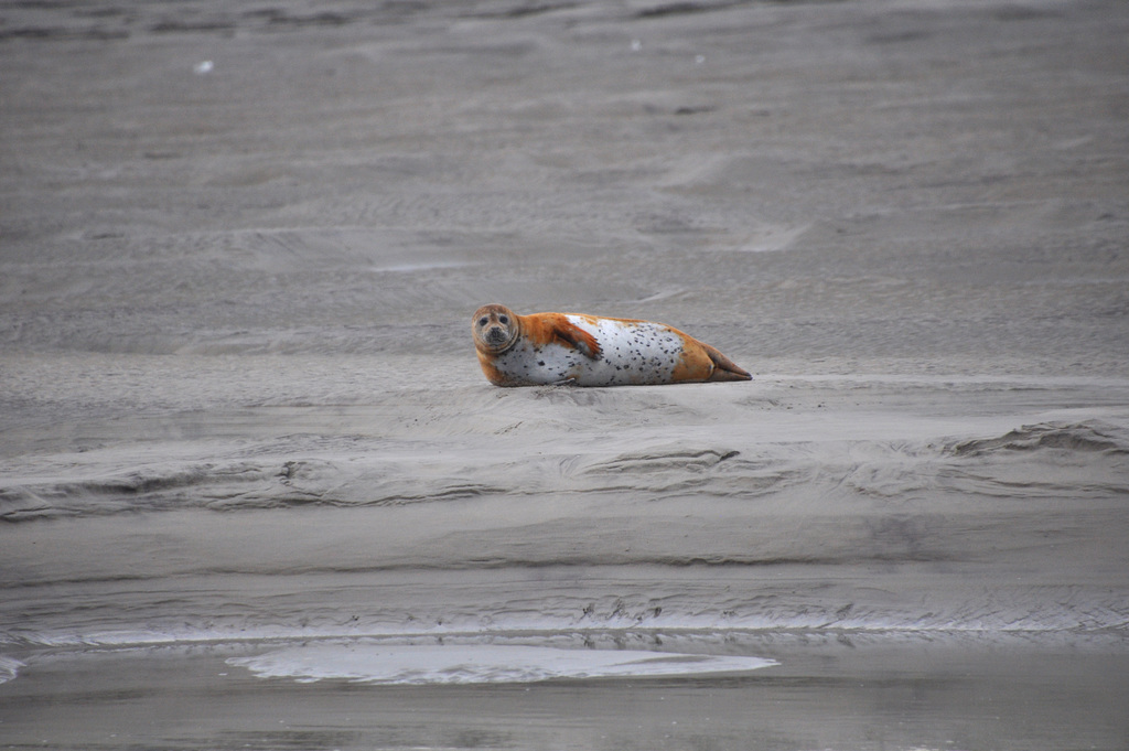 BERCK - Baie de Somme. Phoque