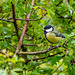 Great tit