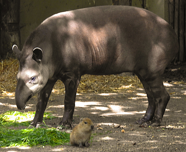 20210709 1665CPw [D~OS] Flachlandtapir, Wasserschwein, Zoo Osnabrück