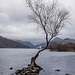 The one tree at Lake Padarn