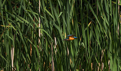 Kingfisher