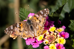 20141130 5734VRAw [CY] Wandelröschens (Lantana camara), Falter, Barnabas-Kloster, Famagusta, Nordzypern