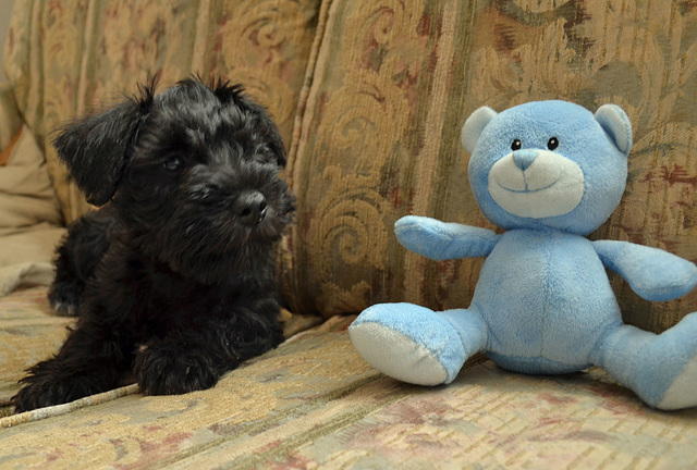 New Pup @ 8 weeks (Cain)