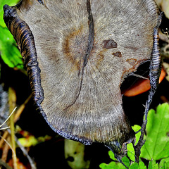 Shaggy Inkcap. Coprinus comatus