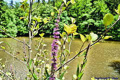 Echter Salbei (Salvia officinalis)