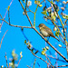 Chiffchaff