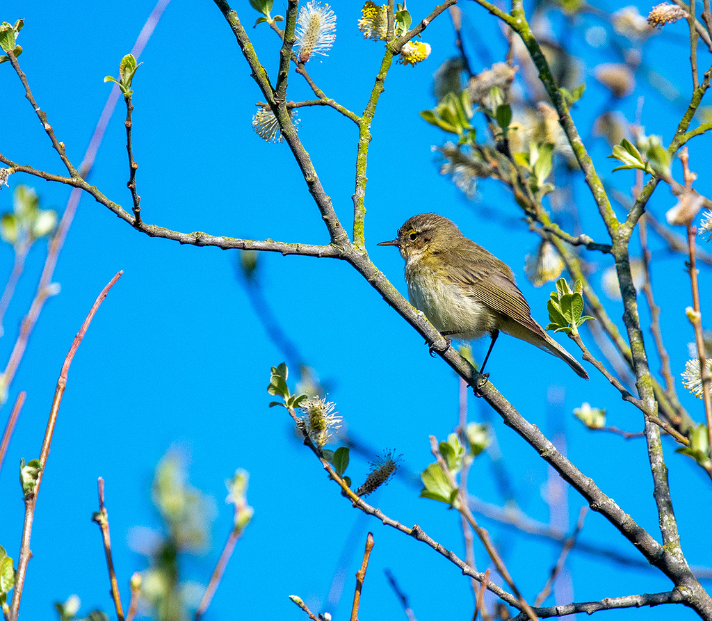 Chiffchaff