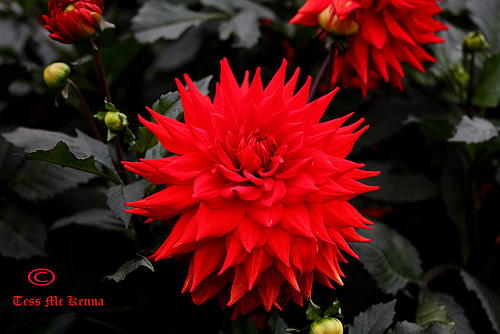 Botanic Gardens Glasnevin Dublin 043 copy