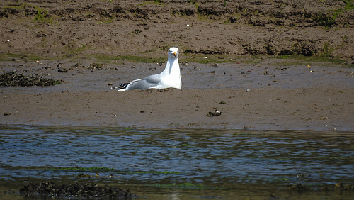 20190609 4915CPw [R~GB] Silbermöwe, Wales