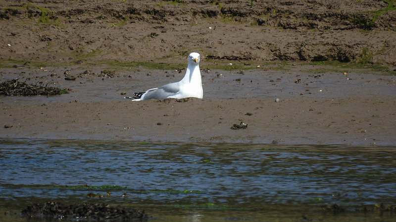 20190609 4915CPw [R~GB] Silbermöwe, Wales