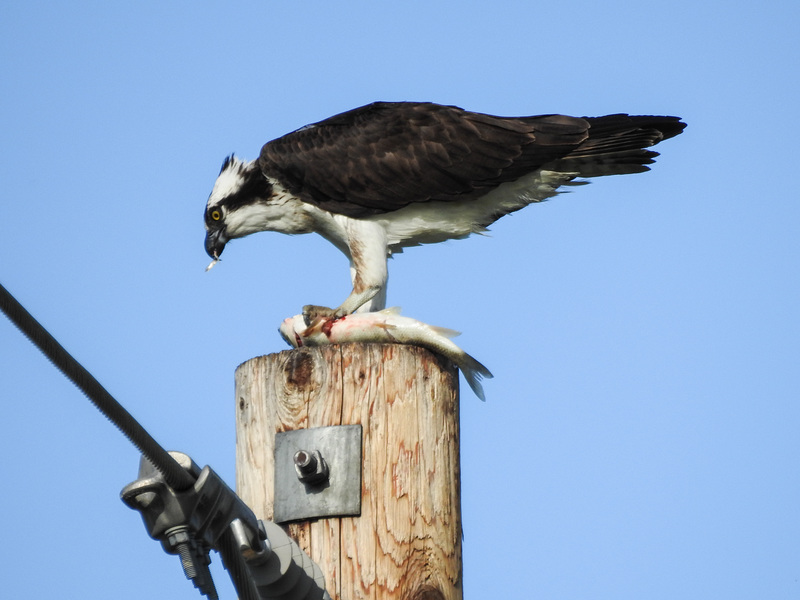 Osprey with fish