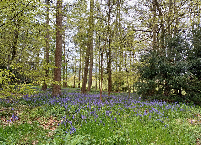 Bluebells at Chirk Castle