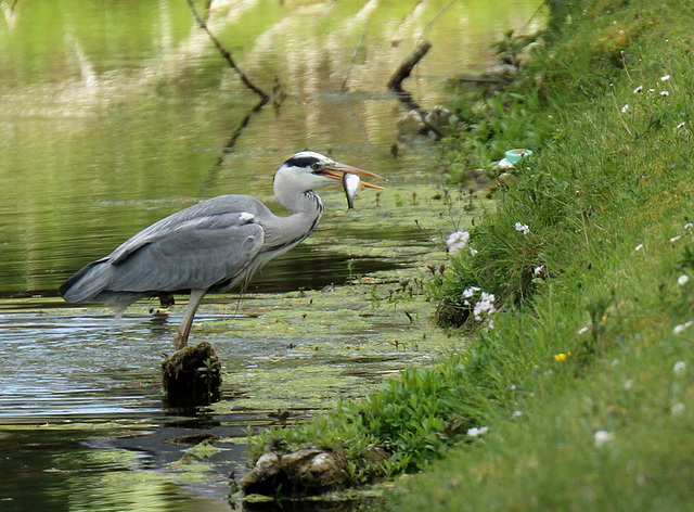 bonne pioche ...c' est ce qu' il etait venu chercher !!