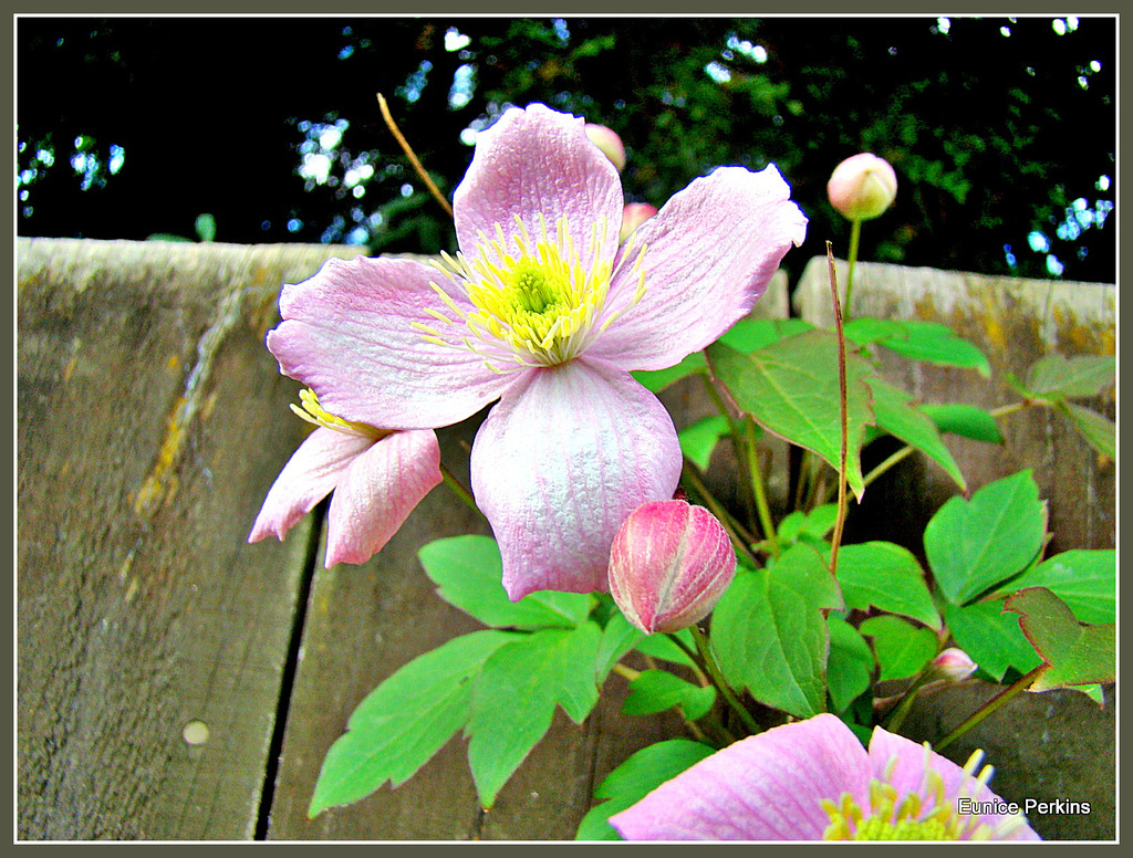 Clematis