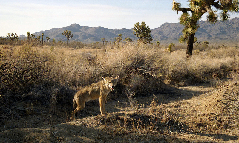 Begging Coyote