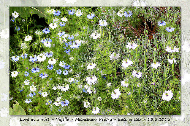 Love in a mist - Michelham Priory - 15.6.2016