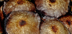 Shaggy Inkcap. Coprinus comatus