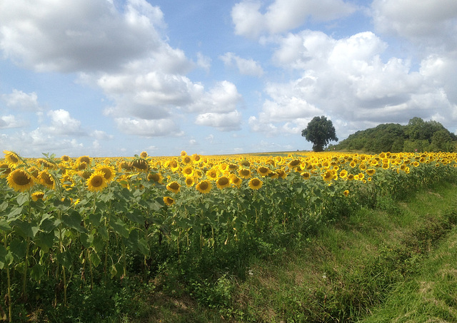 Tournesols