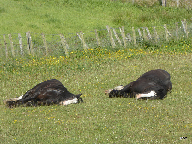 Out for the count: combining siesta with sunbathing!