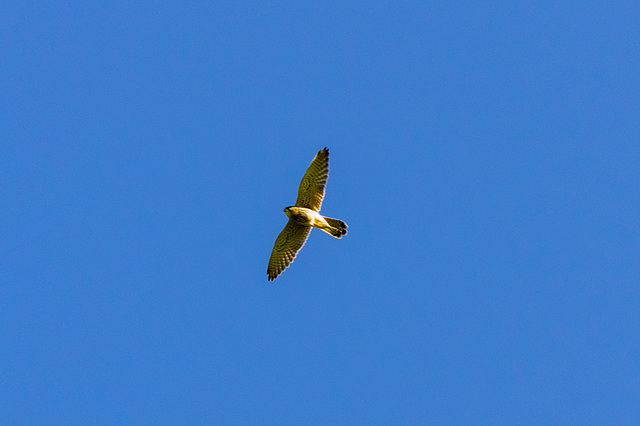 Kestrel