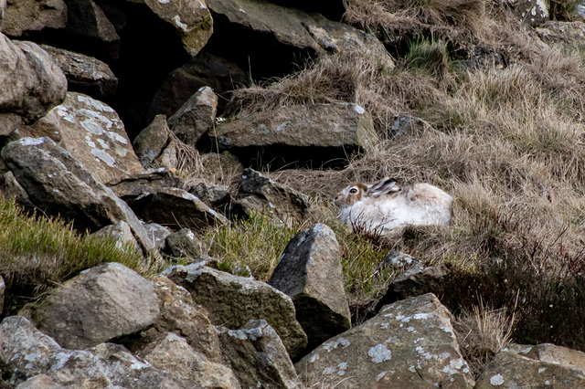 Mountain Hare