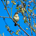 Chiffchaff