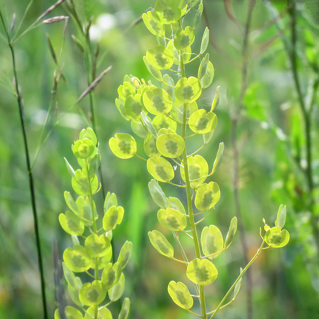 Field Pennycress seedpods