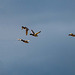 Mallards in flight