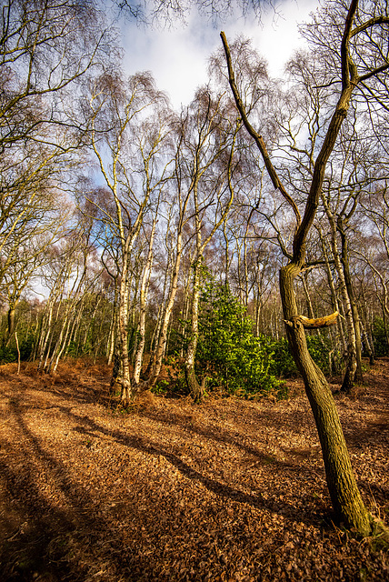 Storeton woods