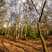 Storeton woods