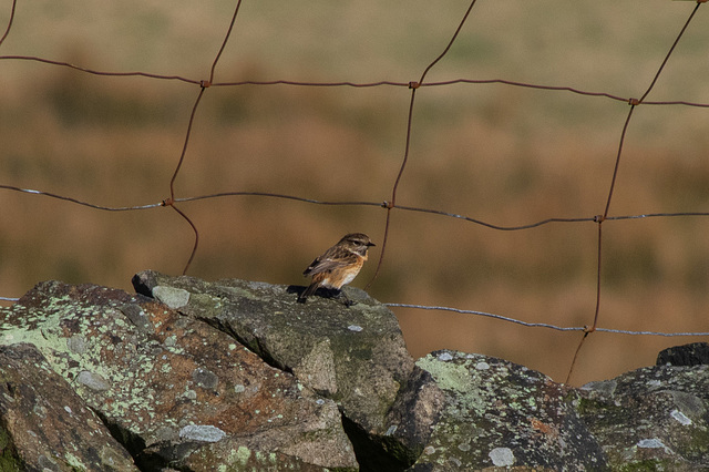 Female Stonechat