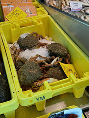 Spider crabs