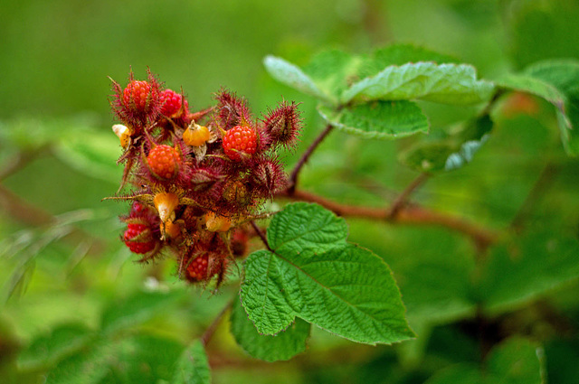 Wineberries