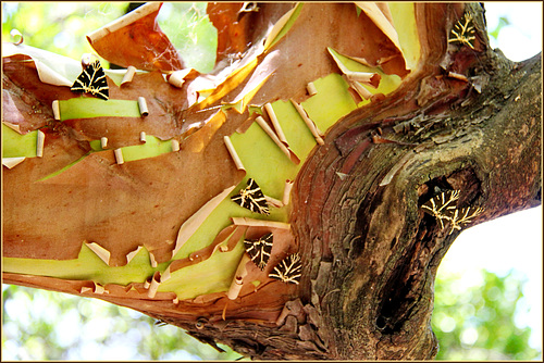 Butterflies Valley Park - RODI -