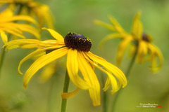 Valse du Rudbekia IMGP2149