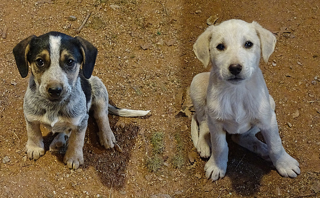 Celt & Saxon ~ The Drain Pipe Puppies