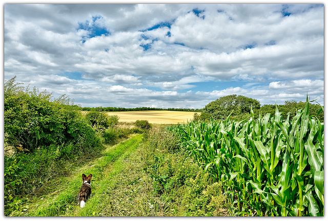 Late summer country walk