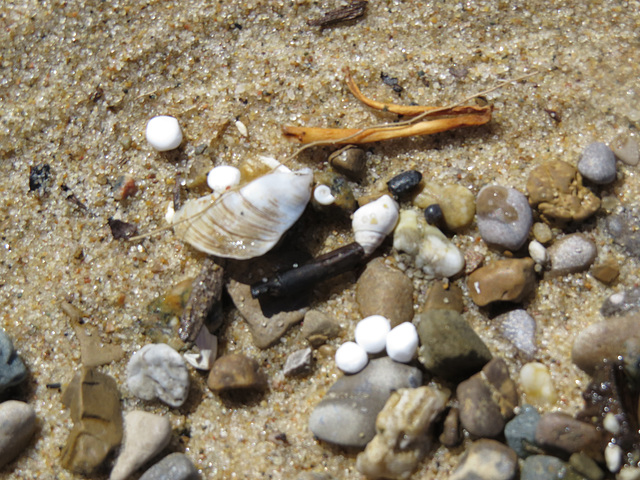 Debris on the beach