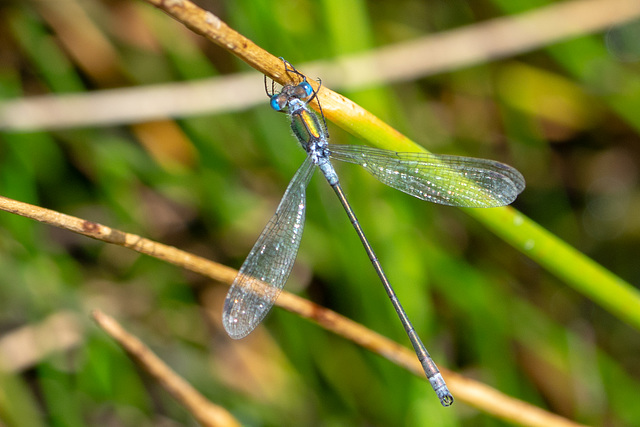 Common Spreadwing-DSA 8486