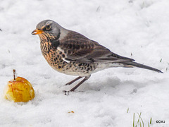 Fieldfare