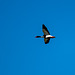 Shelduck