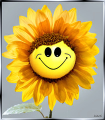 Smiling Sunflower... ©UdoSm