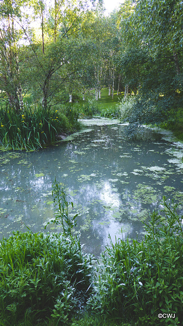 Aquaplancton: effectiveness in pond clearance?