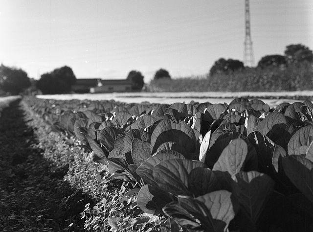 Spinach field