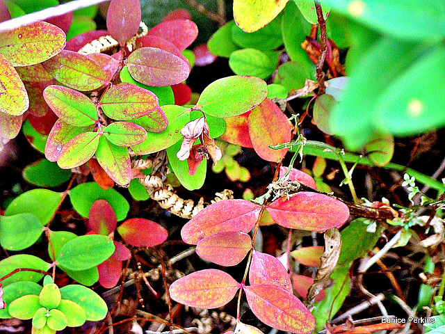 Late Summer Leaves