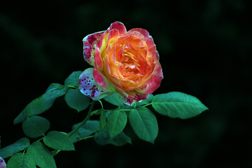Pour vous mesdames