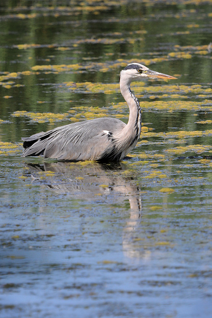 EOS 90D Peter Harriman 10 49 01 86050 greyHeron dpp