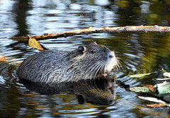 Bisamratte in einem Weiher